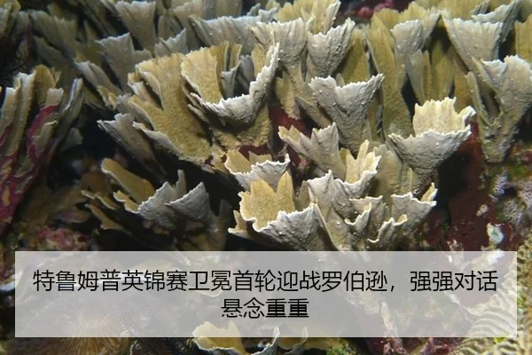 特鲁姆普英锦赛卫冕首轮迎战罗伯逊，强强对话悬念重重