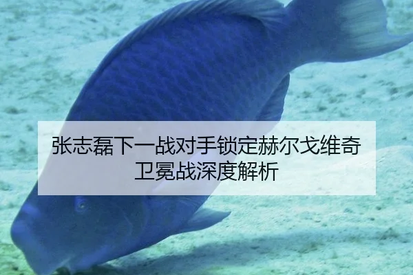 张志磊下一战对手锁定赫尔戈维奇 卫冕战深度解析